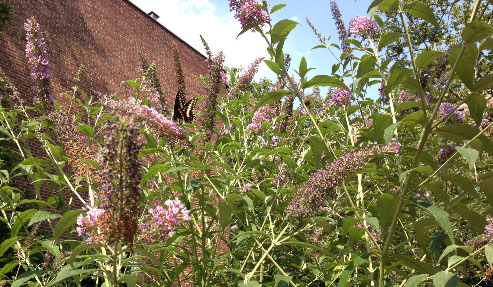 Indulgent Simplicity